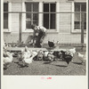 Son of rehabilitation client feeding mash to chickens. Pennington County, South Dakota