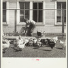 Son of rehabilitation client feeding mash to chickens. Pennington County, South Dakota