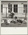 Son of rehabilitation client feeding mash to chickens. Pennington County, South Dakota