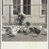 Son of rehabilitation client feeding mash to chickens. Pennington County, South Dakota