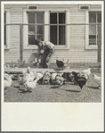 Son of rehabilitation client feeding mash to chickens. Pennington County, South Dakota