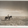 Herding sheep. Pennington County, South Dakota