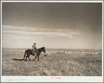 Herding sheep. Pennington County, South Dakota