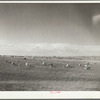 Sheep grazing. Pennington County, South Dakota