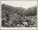 Skunk cabbage, ferns and alders keep this farmer in the hills hard at work as he attempts to clear an abandoned homestead. Oregon