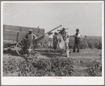 Cotton pickers who receive fifty cents a hundred pounds. Kaufman County, Texas
