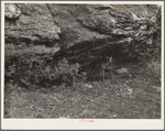 Deer. Rocky Mountain National Park, Colorado