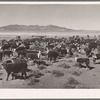 Indian cattle herd containing sixty-three different brands. Pyramid Lake Reservation, Nevada