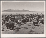 Indian cattle herd containing sixty-three different brands. Pyramid Lake Reservation, Nevada