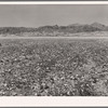 Flowers in desert. Death Valley, California