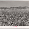 Flowers in desert. Death Valley, California