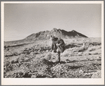 Prospector in the desert. Esmeralda County, Nevada