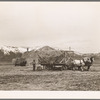 Loading hay to be fed to cattle. Dangberg Ranch, Douglas County, Nevada