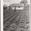 Gardens at labor homes add to incomes. Tulare migrant camp. Visalia, California
