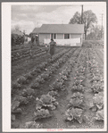 Gardens at labor homes add to incomes. Tulare migrant camp. Visalia, California
