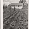 Gardens at labor homes add to incomes. Tulare migrant camp. Visalia, California