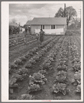 Gardens at labor homes add to incomes. Tulare migrant camp. Visalia, California