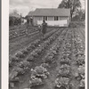 Gardens at labor homes add to incomes. Tulare migrant camp. Visalia, California