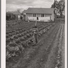 Vegetable garden in back of labor home. Tulare migrant camp. Visalia, California