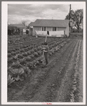 Vegetable garden in back of labor home. Tulare migrant camp. Visalia, California