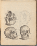 Sketch of skulls with shorthand annotations