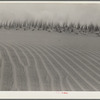 Winds off the Pacific Ocean make fantastic whorls in the sand dunes along the Oregon coast. Holland grass is being planted to stop the drifting