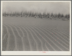 Winds off the Pacific Ocean make fantastic whorls in the sand dunes along the Oregon coast. Holland grass is being planted to stop the drifting