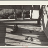 A horsehoe that did not bring luck and a boy's old shoe that trod miles to and from a small one-room is the only evidence of human habitation that remains at this deserted farmhome in the arid and wind blown section of central Oregon ..