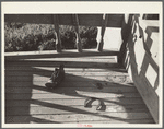 A horsehoe that did not bring luck and a boy's old shoe that trod miles to and from a small one-room is the only evidence of human habitation that remains at this deserted farmhome in the arid and wind blown section of central Oregon ..