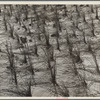 Holland grass planted by the Resettlement Administration crews keep the shifting sand dunes along the coast in place. Oregon