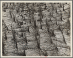 Holland grass planted by the Resettlement Administration crews keep the shifting sand dunes along the coast in place. Oregon