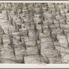 Holland grass planted by the Resettlement Administration crews keep the shifting sand dunes along the coast in place. Oregon