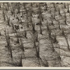 Holland grass planted by the Resettlement Administration crews keep the shifting sand dunes along the coast in place. Oregon