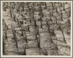 Holland grass planted by the Resettlement Administration crews keep the shifting sand dunes along the coast in place. Oregon