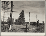 Stump ranches spring up in the wake of the logging company and try to wrest a living from a few acres of forest land. Coast Ranges, Oregon