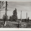 Stump ranches spring up in the wake of the logging company and try to wrest a living from a few acres of forest land. Coast Ranges, Oregon