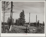 Stump ranches spring up in the wake of the logging company and try to wrest a living from a few acres of forest land. Coast Ranges, Oregon