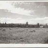 A field of alfalfa in the Willamette Valley, Oregon. Mount Hood in the background