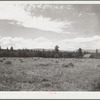 A field of alfalfa in the Willamette Valley, Oregon. Mount Hood in the background
