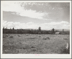 A field of alfalfa in the Willamette Valley, Oregon. Mount Hood in the background