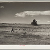 A shepherd and his flocks on the grazing project in central Oregon