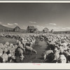 The former Colonel Smith ranch, now the property of the Resettlement Administration. It is the favorite stopover place for sheep in transit. Central Oregon grazing project