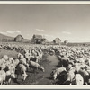 The former Colonel Smith ranch, now the property of the Resettlement Administration. It is the favorite stopover place for sheep in transit. Central Oregon grazing project