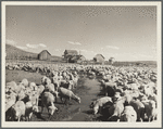 The former Colonel Smith ranch, now the property of the Resettlement Administration. It is the favorite stopover place for sheep in transit. Central Oregon grazing project