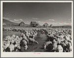 The former Colonel Smith ranch, now the property of the Resettlement Administration. It is the favorite stopover place for sheep in transit. Central Oregon grazing project