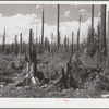 Blackened stumps of trees and ugly snags cover the slopes leading to Mount Hood, Oregon