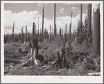 Blackened stumps of trees and ugly snags cover the slopes leading to Mount Hood, Oregon