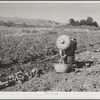 Chinese laborer in potato field. Walla Walla, Yakima Valley, Washington