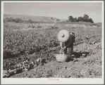 Chinese laborer in potato field. Walla Walla, Yakima Valley, Washington