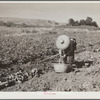 Chinese laborer in potato field. Walla Walla, Yakima Valley, Washington